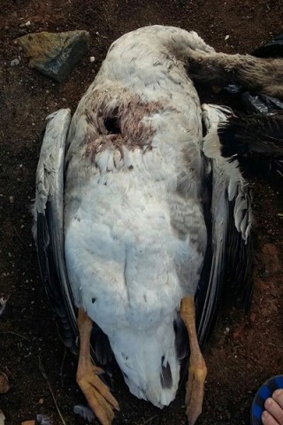 Aves quase não tinham sangue.