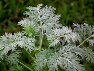 Absinto  Benefícios e propriedades