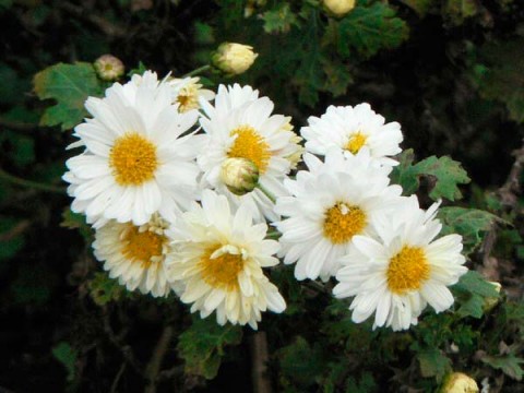 Chrysanthemum morifolium.