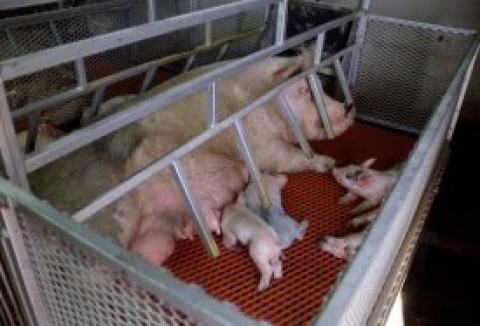 Cela de gestação e amamentação. 