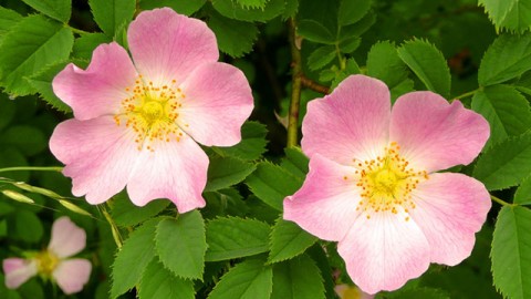 Rosa Canina.