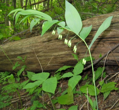 Medalhões de Nossa Senhora (Polygonatum spp., selo de Salomão)