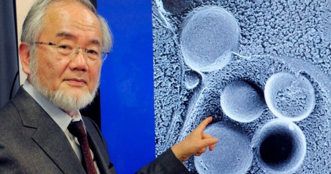 Yoshinori Ohsumi, Nobel de Medicina em 2016.