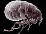 HAVERÁ PESTES... (Mt 24, 7) - A peste negra reaparece nos EUA