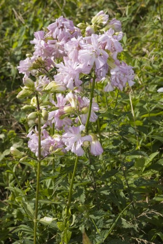 Saponaria officinalis.