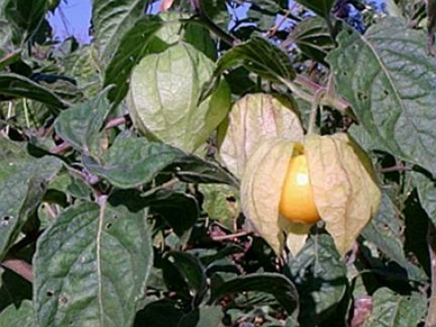 Physalis pulbescens.