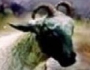 Nossa Senhora ao Padre Gobbi – A BESTA SEMELHANTE A UM CORDEIRO (13-06-1989)