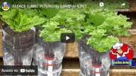 Alface o ano inteiro na garrafa Pet (vídeo)