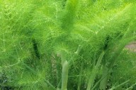 Chá para aumentar a imunidade: FUNCHO