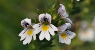 Plantas que o Céu indica: EUFRÁSIA (Euphrasia Officinalis)
