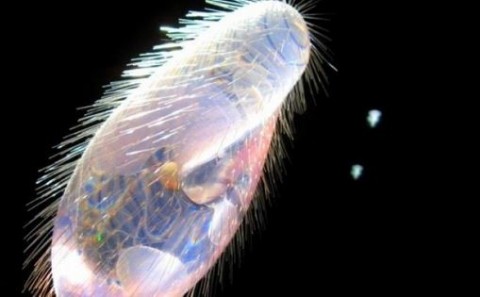 Os blocos de construção do DNA foram expandidos por cientistas que criaram um organismo semi-sintético, o qual é estável e capaz de produzir compostos biológicos que nunca antes foram vistos.