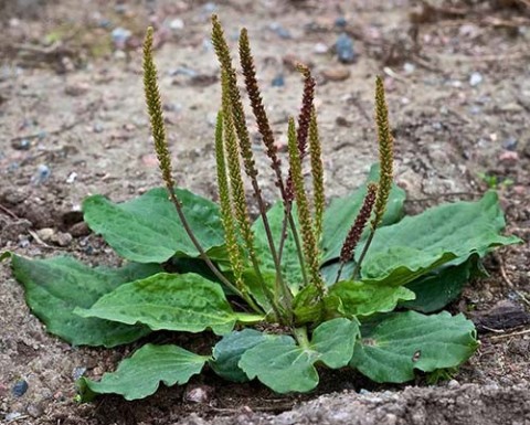 Plantago maior