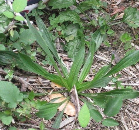 Plantago lanceolata