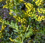 Plantas que o Céu indica: ARTEMÍSIA (Artemisia annua L)